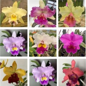 KIT 5 Orquídeas Cattleyas Adultas sem Identificação - Jardim com Flores